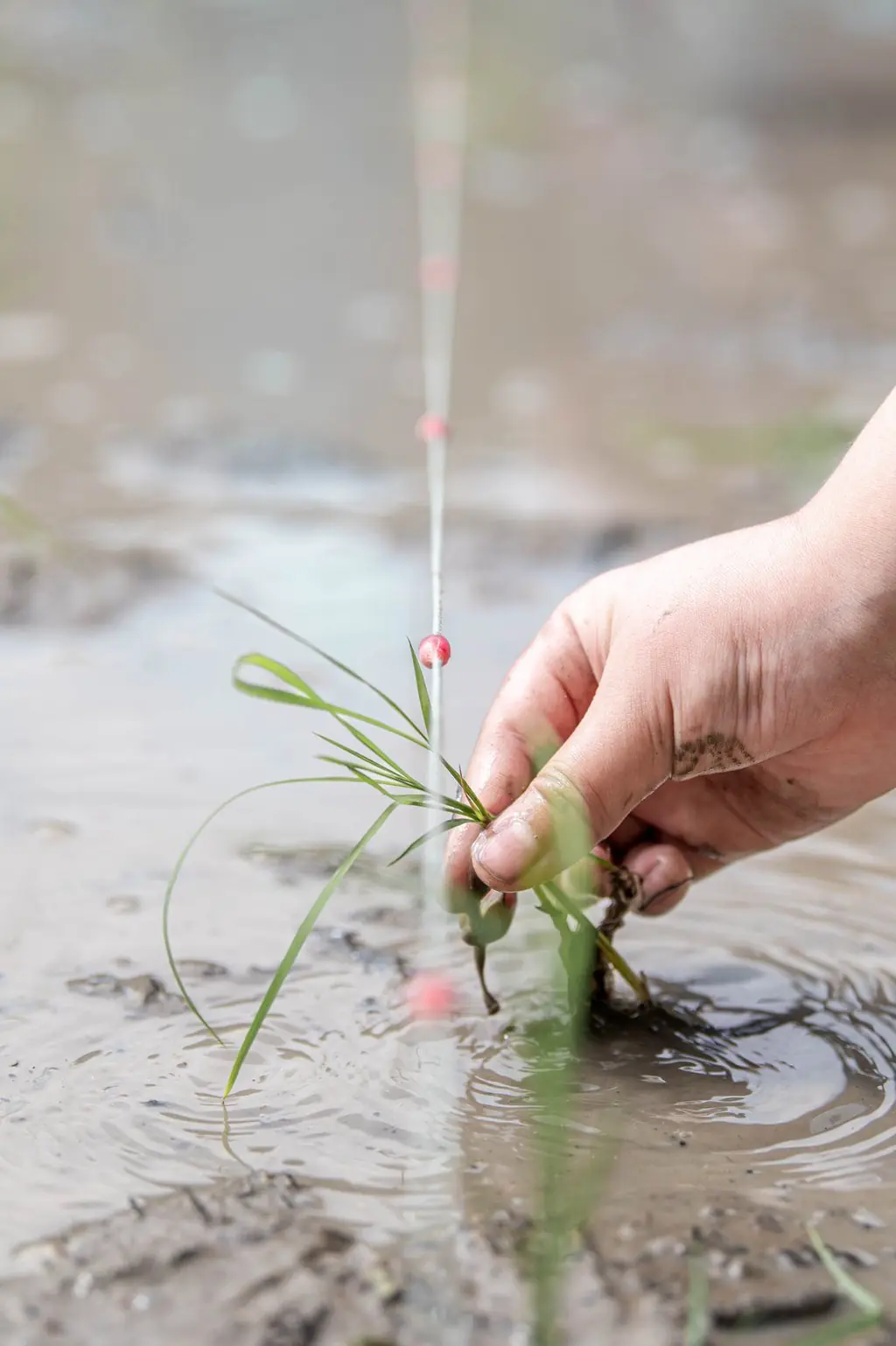 泥の田んぼに苗を植える手