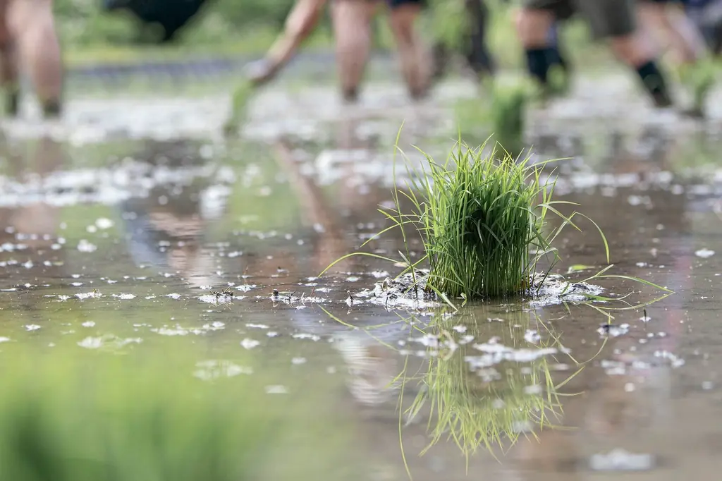 水を張った田んぼに植えられた、一株の苗