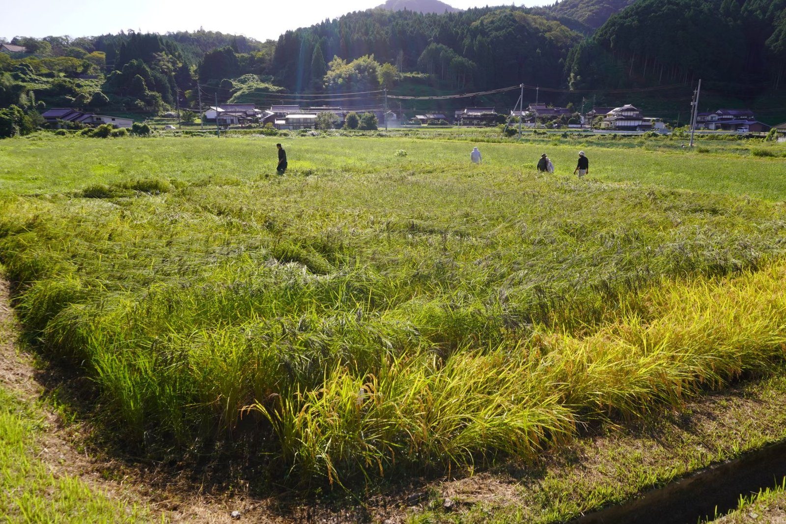 色づいた田んぼと集落