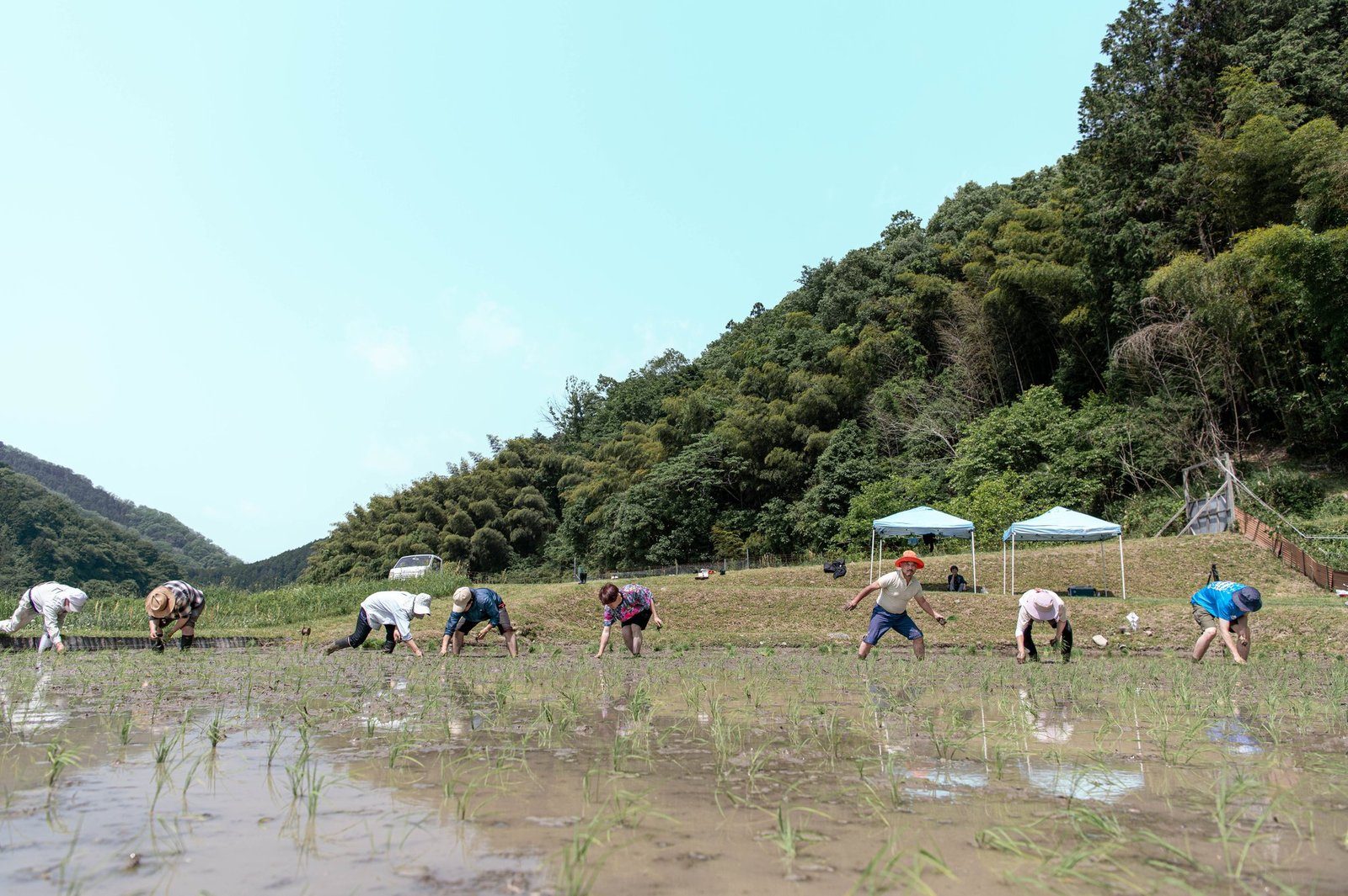 山あいの田んぼで田植えをする人たち