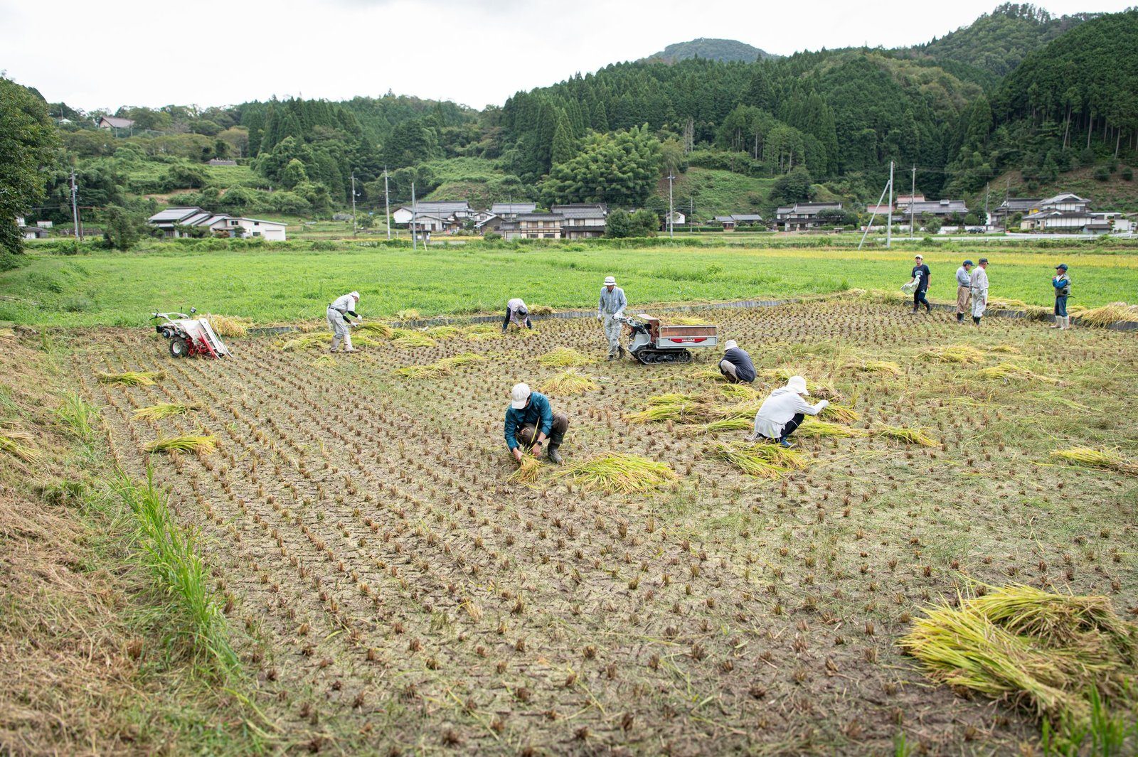 稲刈りが進む余野の田んぼと集落